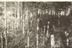 V196